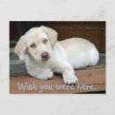 Search for yellow lab postcards Dog