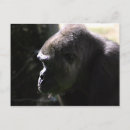 Search for lowland postcards Gorilla