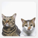 Search for cat background stickers Cats