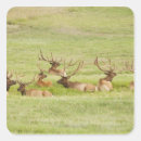 Search for lying down stickers Wildlife