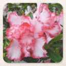 Search for azalea barware Nature