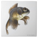 Search for two sided coasters Sealife