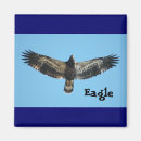 Search for flying eagle magnets Animal