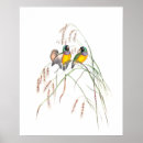 Search for gouldian posters Bird