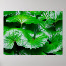 Search for wet leaf posters Abstract