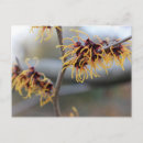 Search for closeup postcards Photography