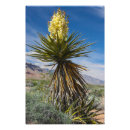 Search for mojave Hiking