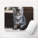 Search for long haired cat mouse mats Kitten