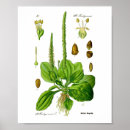 Search for herbals posters Vintage