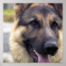 Search for german shepherd photo posters Canine