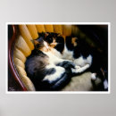 Search for mutually Cats