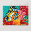 Search for butterfly horizontal postcards Insects