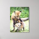 Search for wild fox canvas prints Animals in the wild