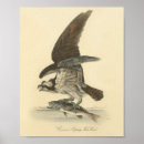 Search for bird drawing posters Antique
