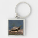 Search for turtle shell key rings Wildlife
