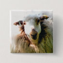 Search for ewe badges Farm animal