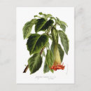 Search for angel trumpets postcards Vintage