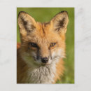 Search for fox face postcards Nature