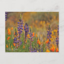 Search for desert flowers postcards Floral