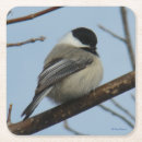 Search for black capped chickadee barware Songbird