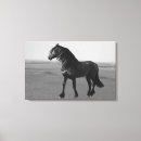 Search for black stallion canvas prints Equestrian