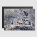 Search for mollusc postcards Cephalopod
