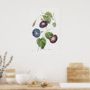 Search for redouté posters Botanical