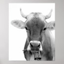 Search for black and white cow posters Animal