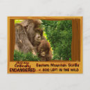 Search for gorilla postcards Mountain
