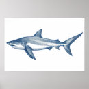 Search for great white shark posters Animal
