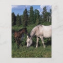 Search for arabs vertical postcards Equestrian