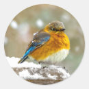 Search for bluebirds stickers Snow