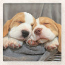 Search for pet photo coasters Puppy