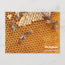 Search for api cards invites Apis mellifera