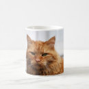 Search for norwegian forest cat mugs Feline