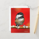 Search for capped chickadee postcards Songbird