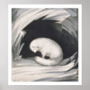 Search for arctic posters Animals