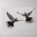 Search for collar posters Animals