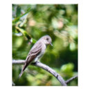 Search for flycatcher posters Animals