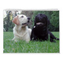 Search for labrador retriever calendars Pet