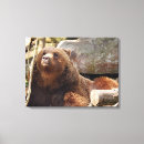 Search for bear canvas prints Zoo