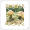 Search for mycology stickers Mushrooms