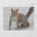 Search for curious postcards Nature