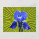 Search for iris postcards Blue