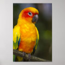 Search for sun conure posters Animal