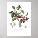 Search for cerise posters Fruit
