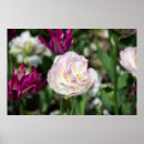 Search for pink tulip posters Photography