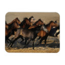 Search for arabs magnets Equestrian