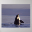 Search for orca killer whale posters Wildlife