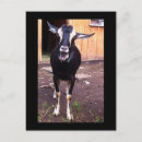 Search for pet goat postcards Goats